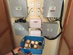 schneider-tortoise-1 schneider-tortoise-1