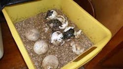 schneider-tortoise-2 schneider-tortoise-2