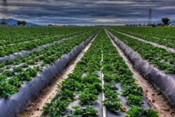 Figure-1-Strawberry-Field-2-sidebar Figure-1-Strawberry-Field-2-sidebar