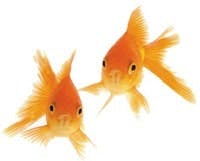 CD0408_2fish_1 CD0408_2fish_1