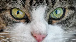 cat-eyes