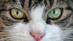 1660601231388 Cateyes 1660601231388 Cateyes