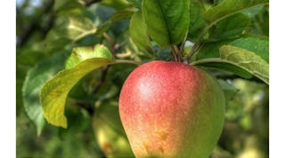 apple-fruit-hang-fb
