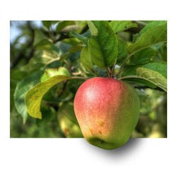 1660601730821 Applefruithangfb 1660601730821 Applefruithangfb