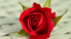 rose-fb