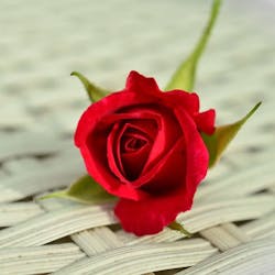 1660601745579 Rosefb 1660601745579 Rosefb