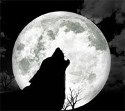 1660604590500 Cd0911 Wildcall