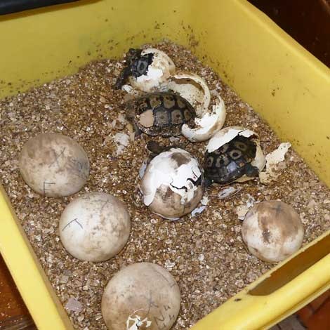 1661881023633 Schneidertortoisefb