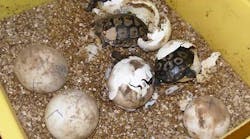 schneider-tortoise-fb