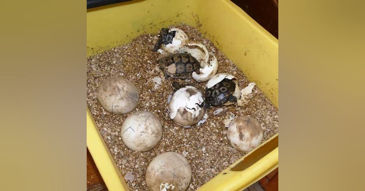 Schneider Electric tech helps restore giant tortoises to the Galapagos ...