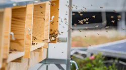 Image-of-bee-colonies-on-the-roof-of-an-endress-and-hauser-building