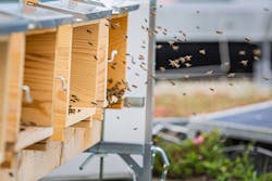 Image-of-bee-colonies-on-the-roof-of-an-endress-and-hauser-building Image-of-bee-colonies-on-the-roof-of-an-endress-and-hauser-building