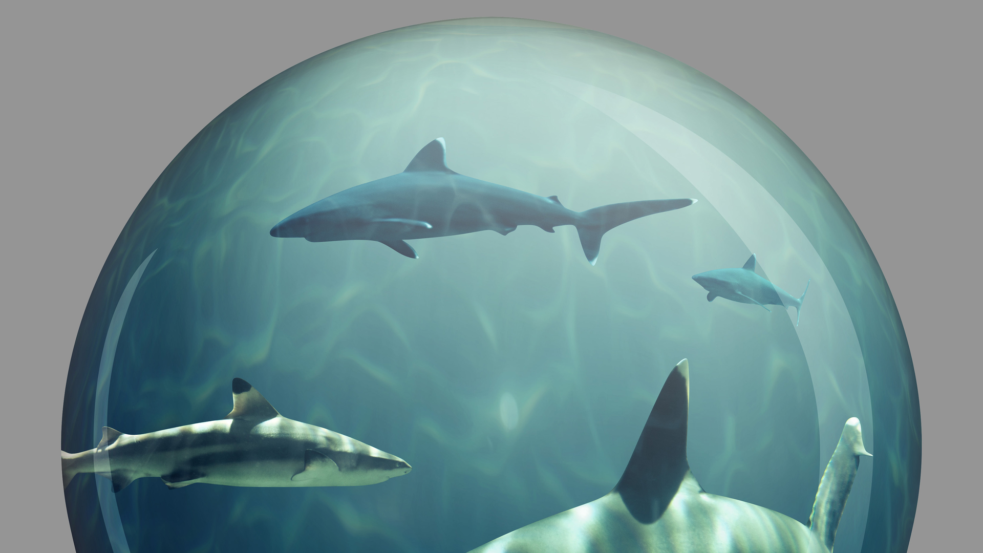 Shark Tank 645d400f81f4d