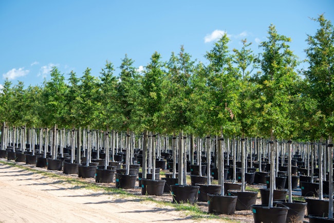 6808fd233c766dff4e133905 Royaltyfreestocktrees