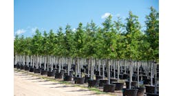 royaltyfreestocktrees royaltyfreestocktrees