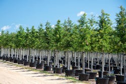 6808fd233c766dff4e133905 Royaltyfreestocktrees 6808fd233c766dff4e133905 Royaltyfreestocktrees