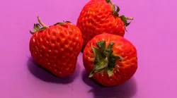 Three strawberries on a hot pink background